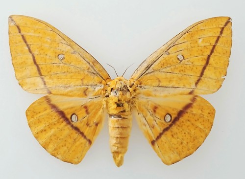 Eacles penelope large orange - large,