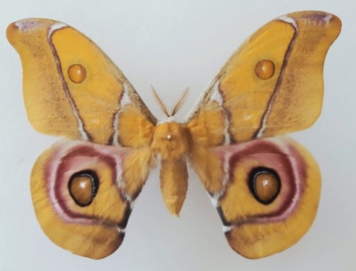 Antherina suraka male - suraka, silk