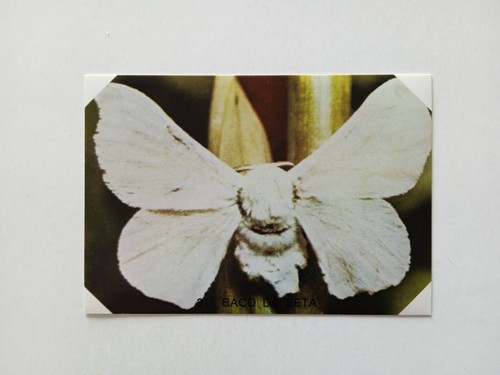 Figurina farfalle mammiferi - farfalle,