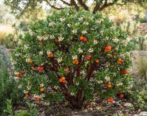 Arbutus unedo compacta - arbutus, _